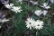 Osteospermum ecklonis.jpg